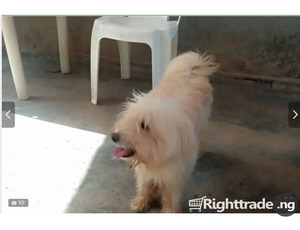 6-12 Month Male Purebred Lhasa Apso